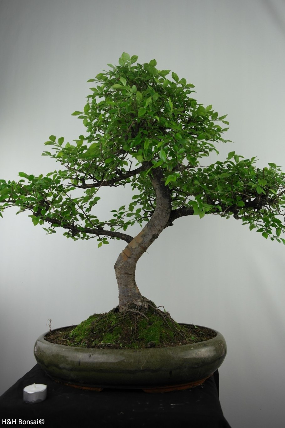 Бонсай Зелкова описание