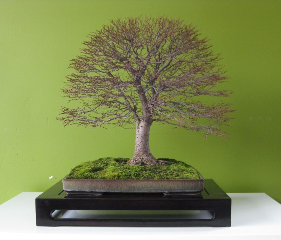 Бонсай Зелкова