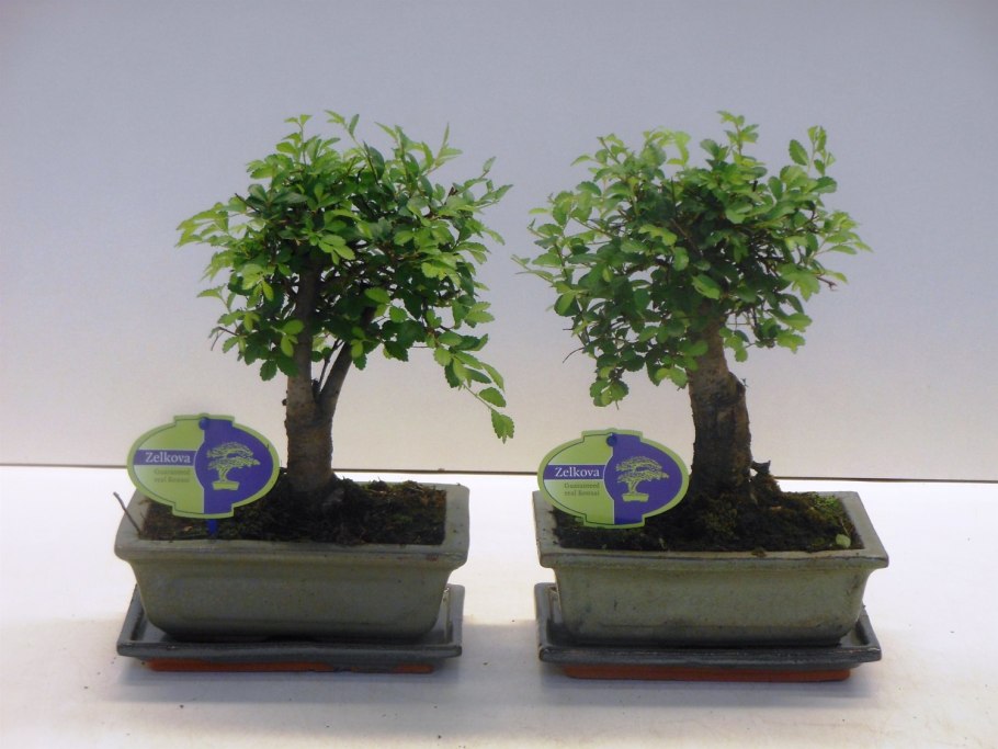 Бонсай вяз мелколистный