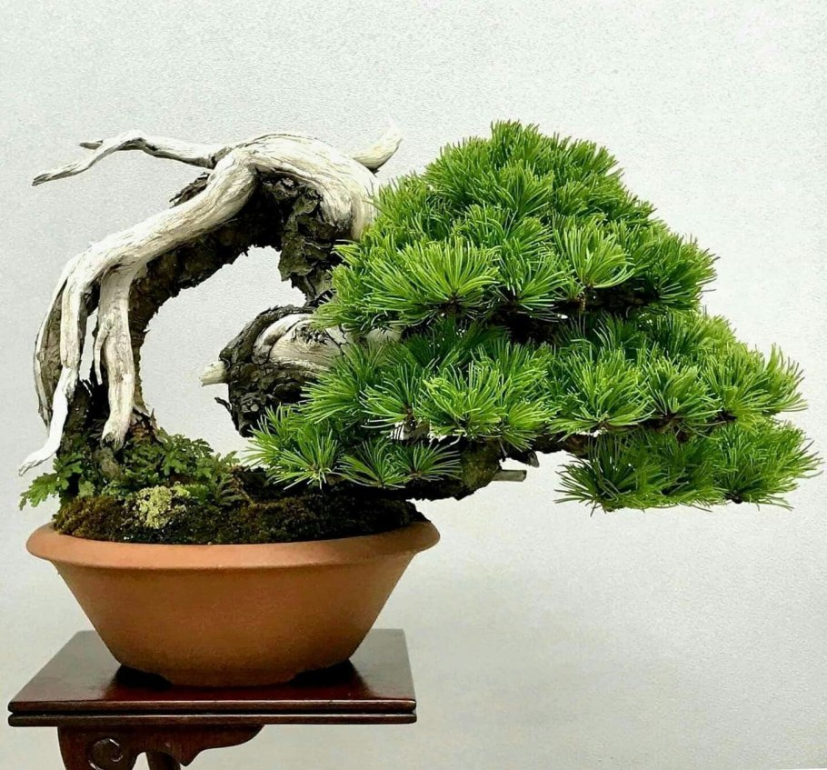 Древо жизни растений