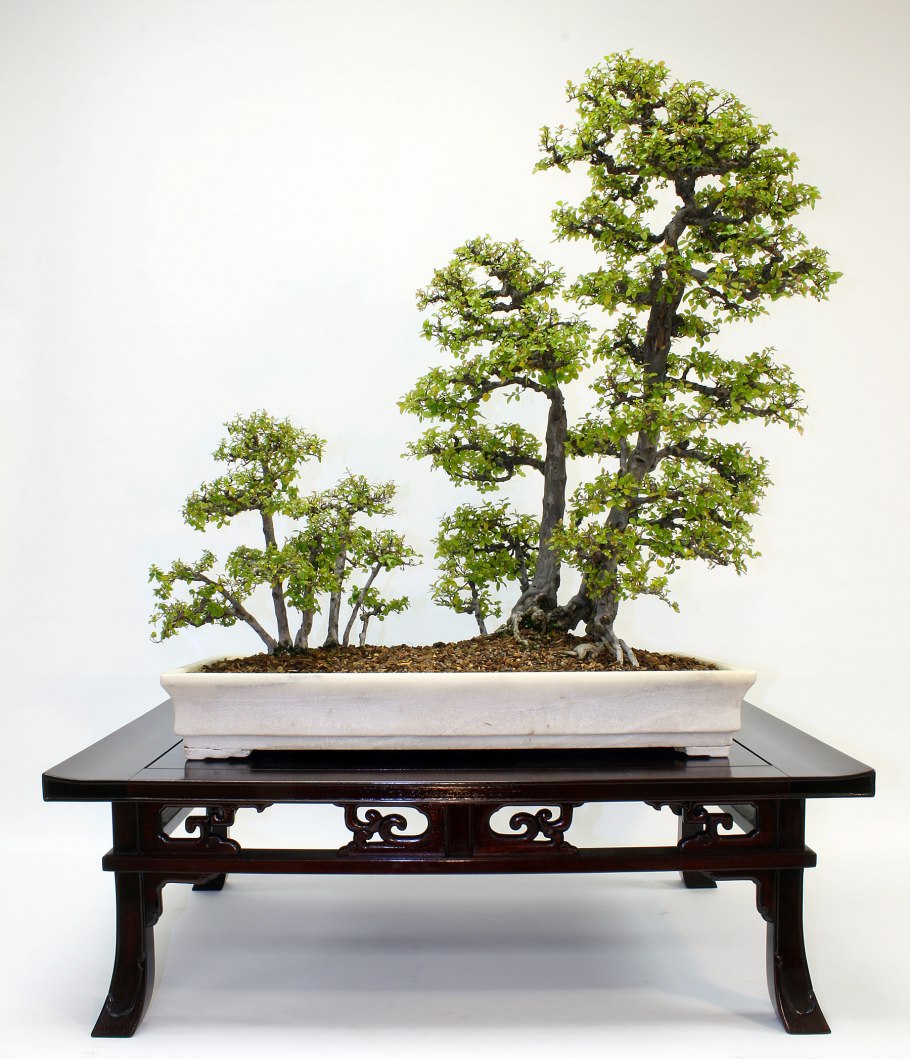 Карагана бонсай