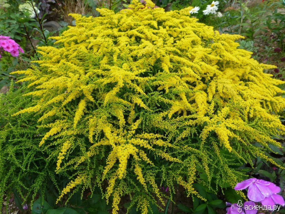 Золотарник солидаго