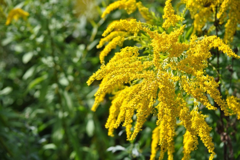 Золотарник Жозефина