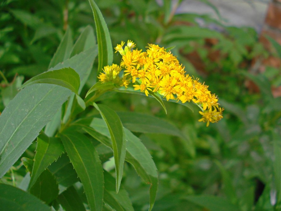 Золотарник канадский (Solidago canadensis)