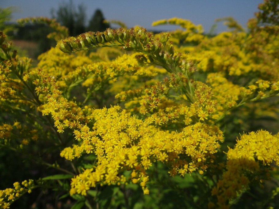 Золотарник солидаго
