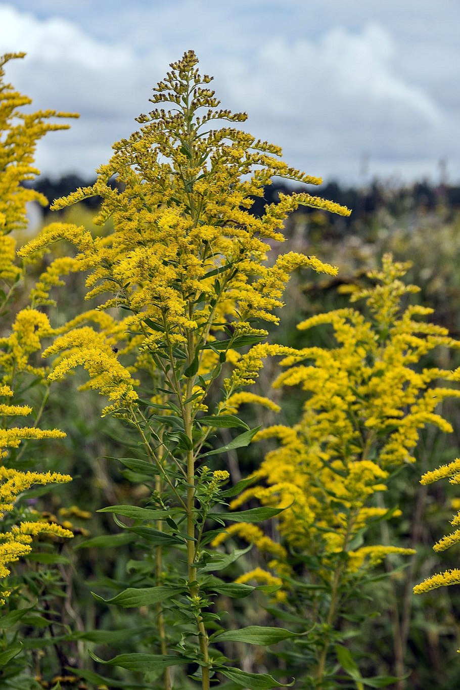 Золотарник гибридный солидаго