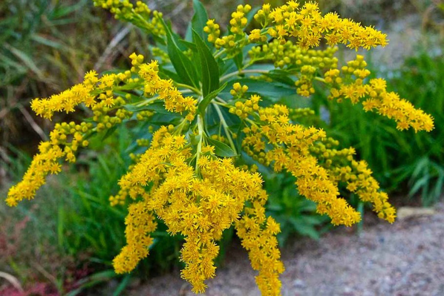 Золотарник канадский (Solidago canadensis)