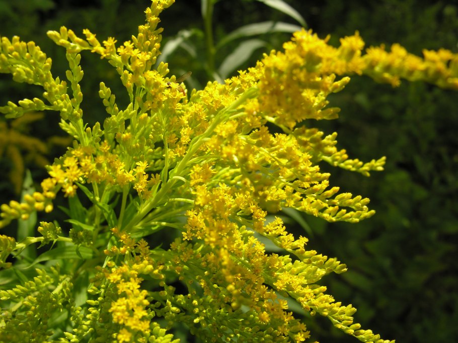 Золотарник канадский (солидаго)