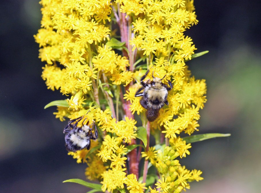Золотарник канадский (Solidago canadensis l.)