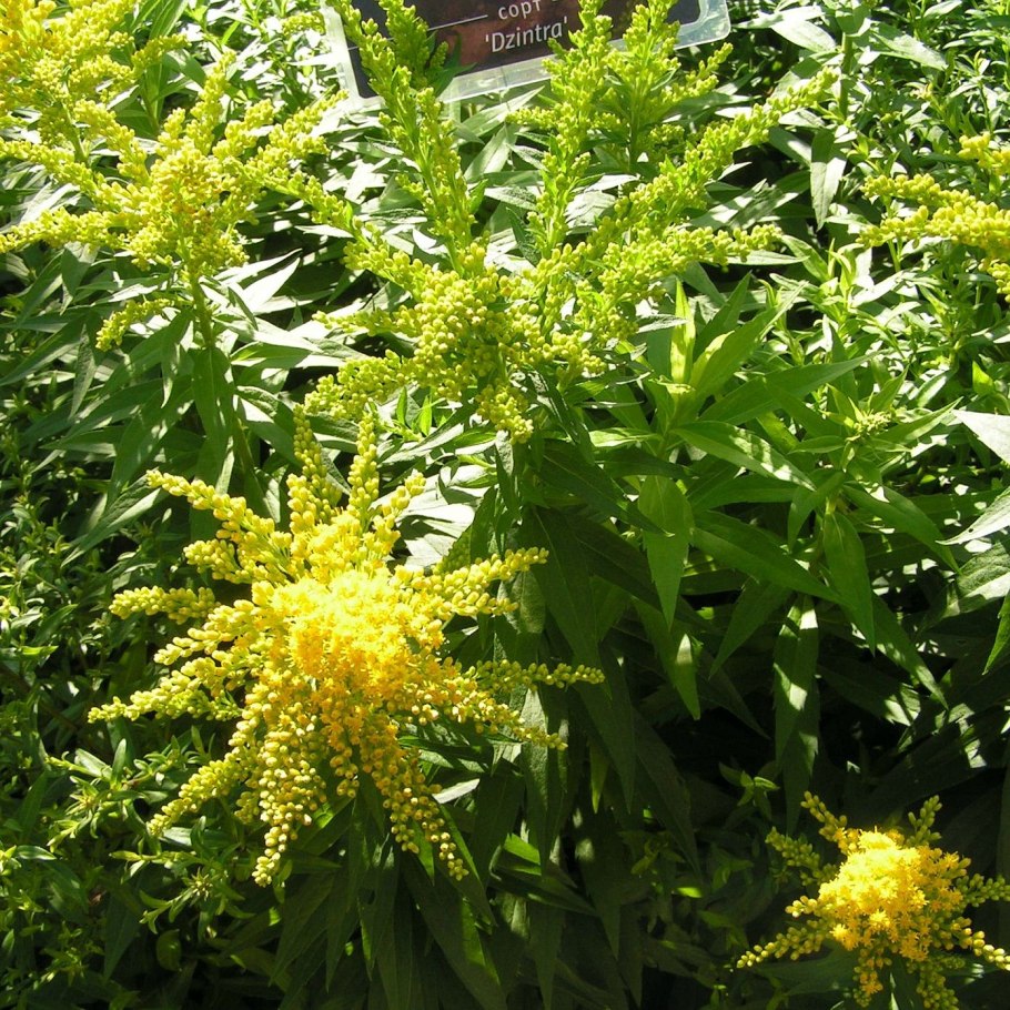 Золотарник солидаго