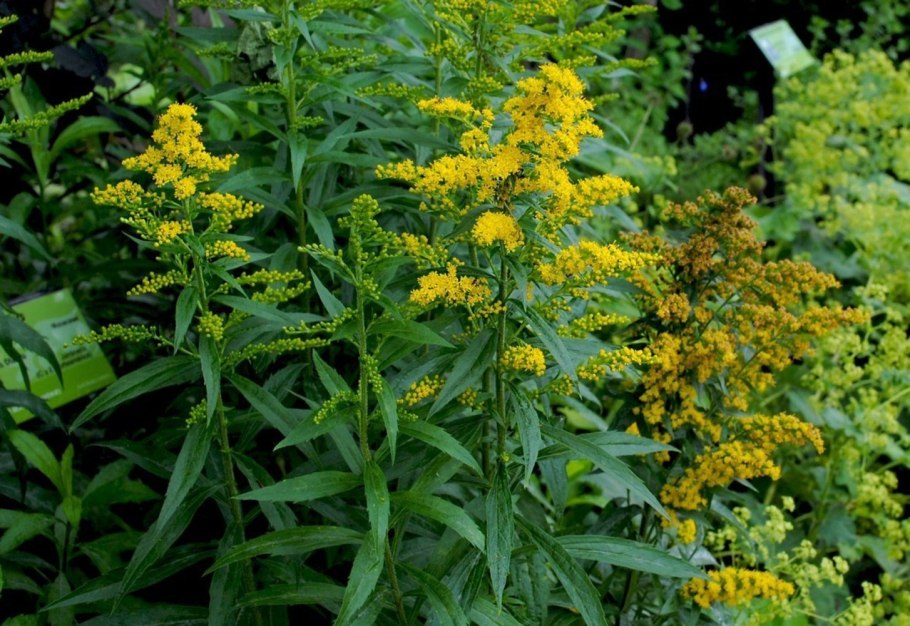 Солидаго канадский (Solidago canadensis &#96;GOLDKING&#96;)