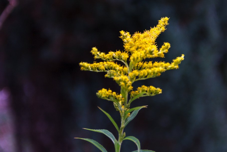 Золотарник обыкновенный (Solidago virgaurea