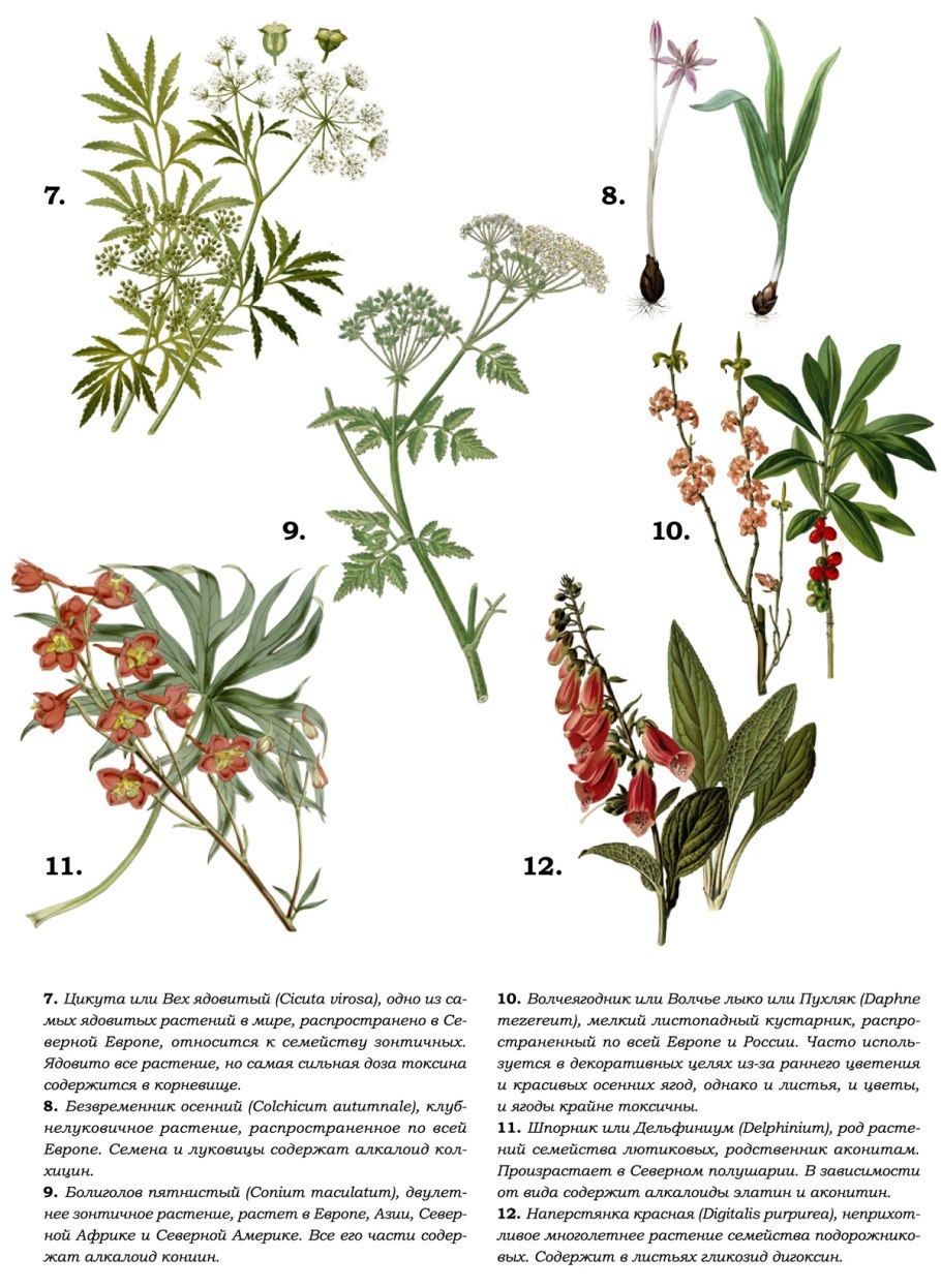 Ядовитое растение