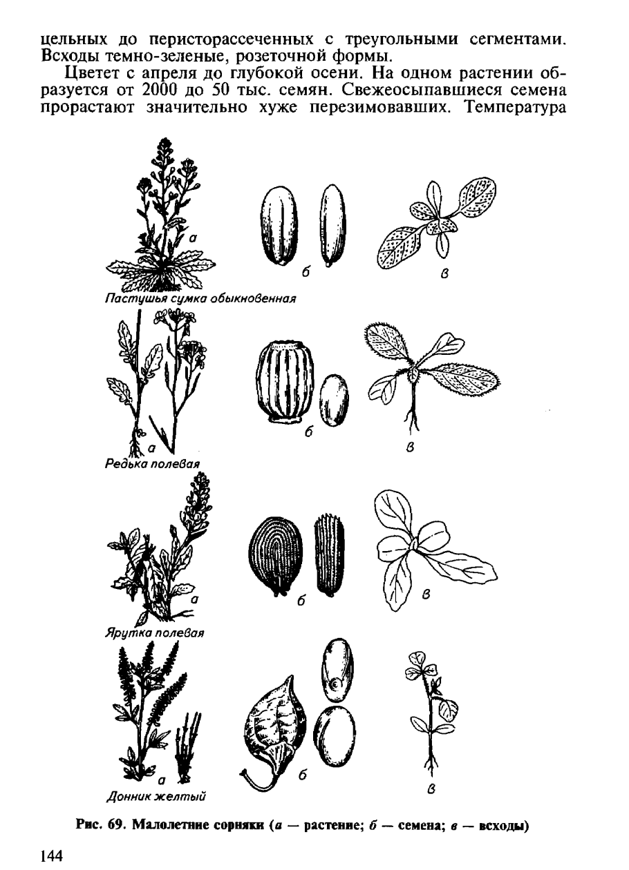 Соцветие крестоцветных