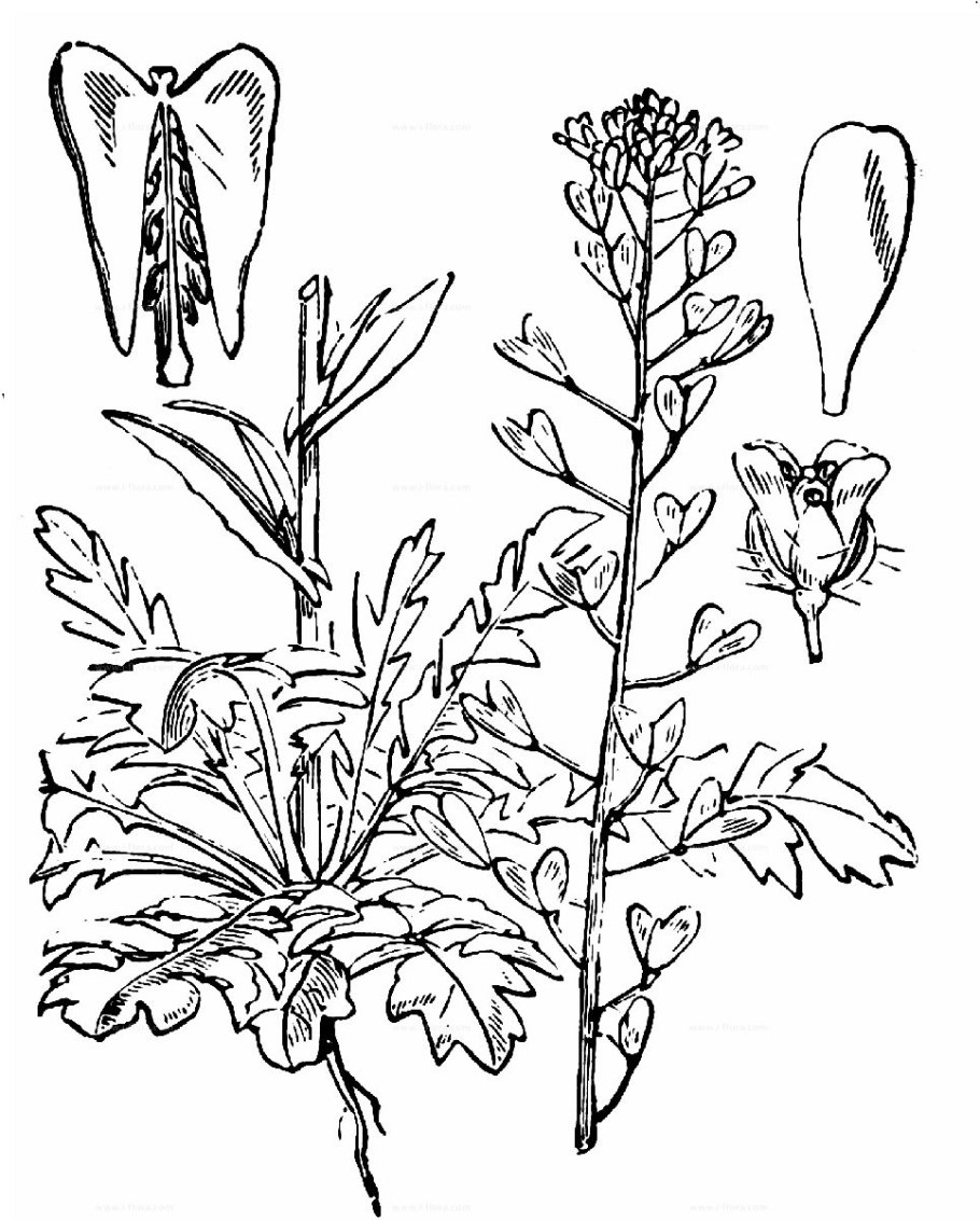 Семейство крестоцветные семена