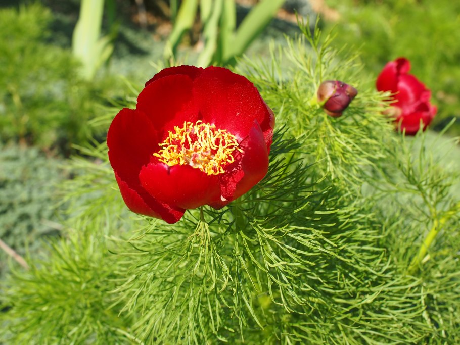 Лазорко дикий пион