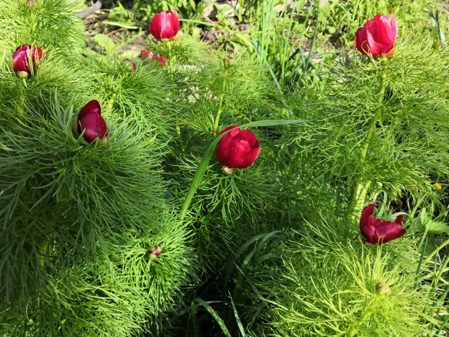 Пион тонколистный