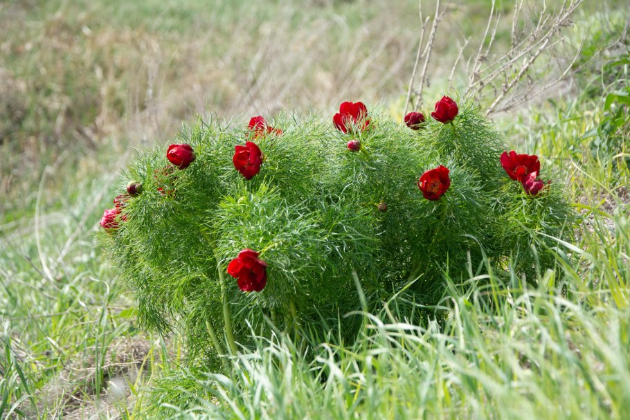 Дикие цветы лохмачи