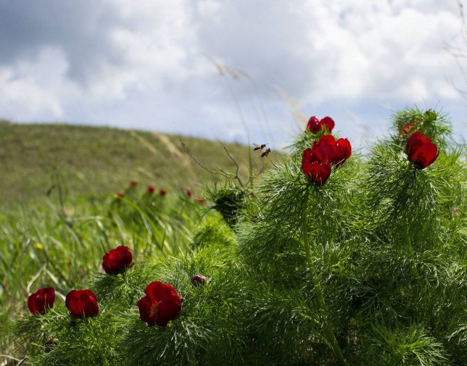 Paeonia tenuifolia