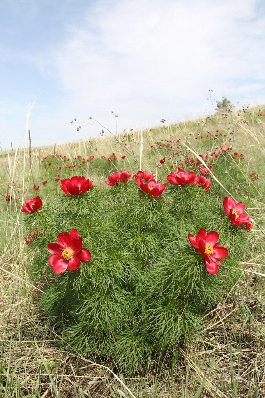 Пион тонколистный тенуифолия Рубра плена
