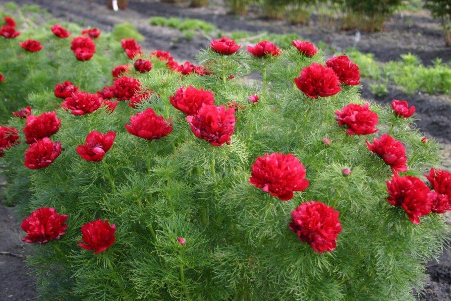 Пион tenuifolia rosea