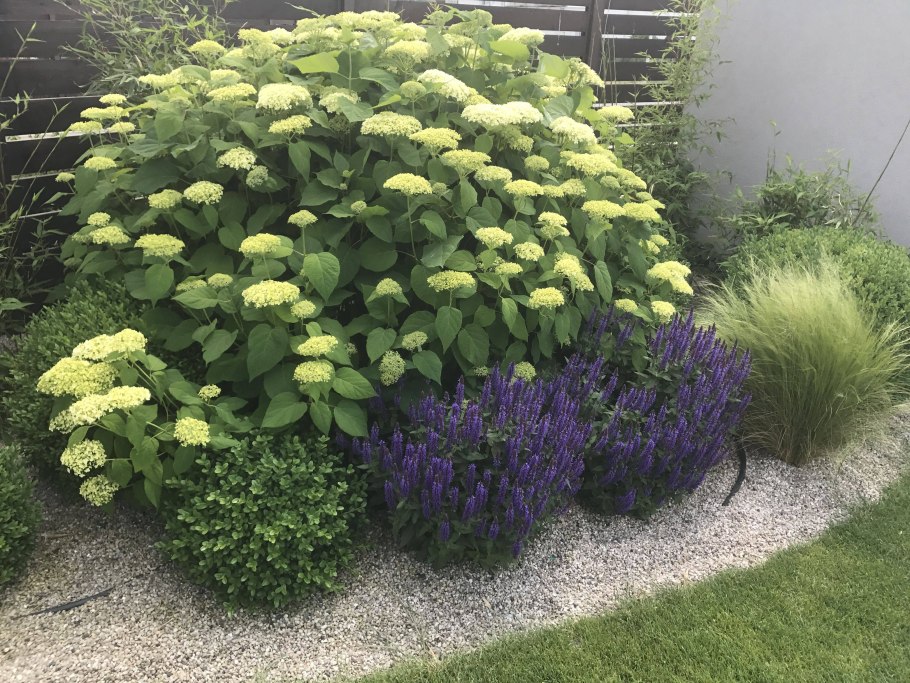 Миксбордер с гортензией метельчатой