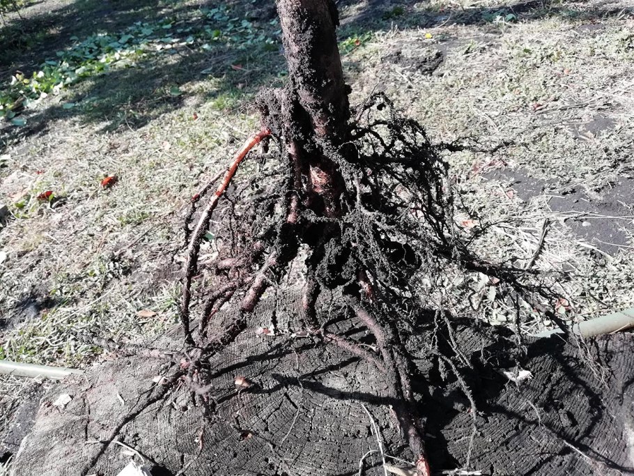 Саженец яблоня с2l