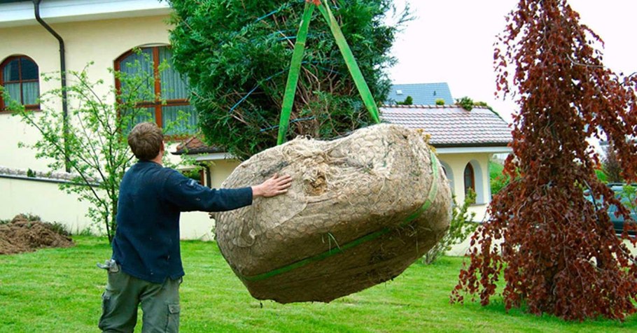 Пересадка больших деревьев