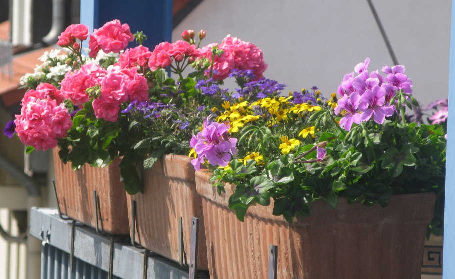 Карликовые цветы для балкона