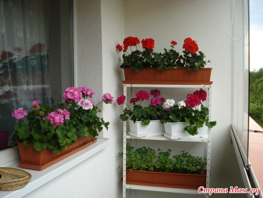 Вертикальный сад на балконе