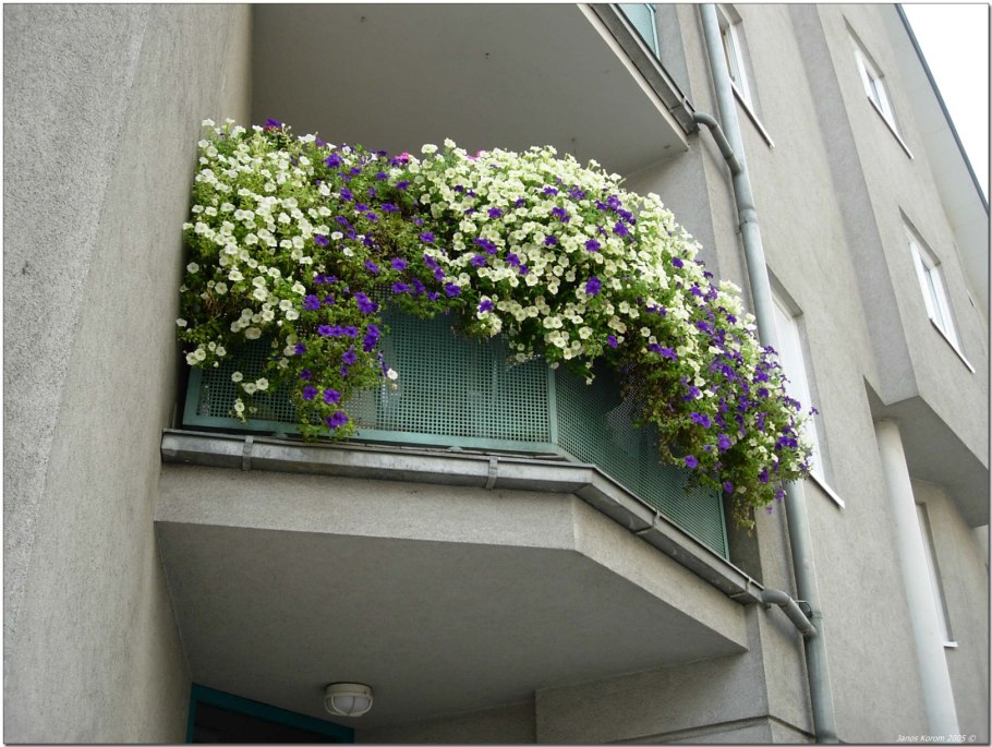 Петуния на балконе