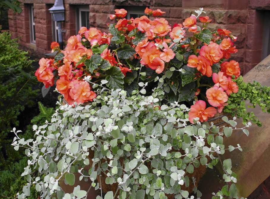 Бегония ампельная на балконе