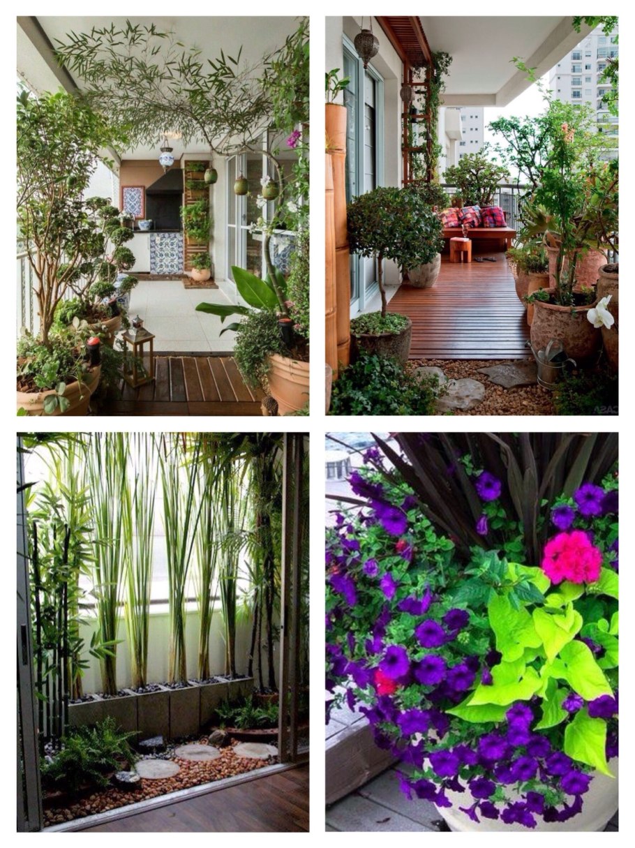 Неприхотливые растения для балкона