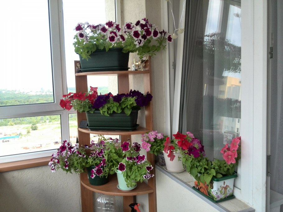 Герань на балконе