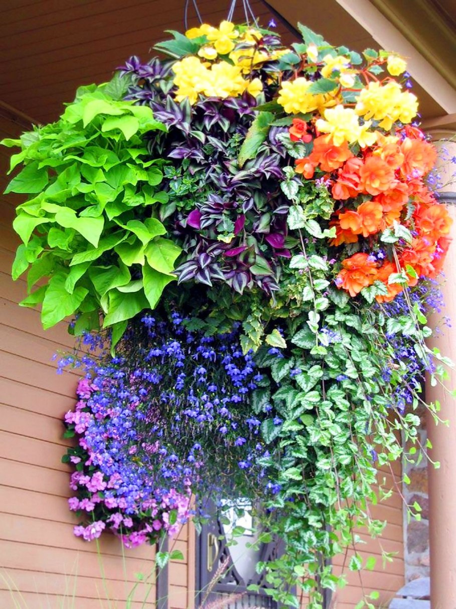 Лобелия ипомея клематис