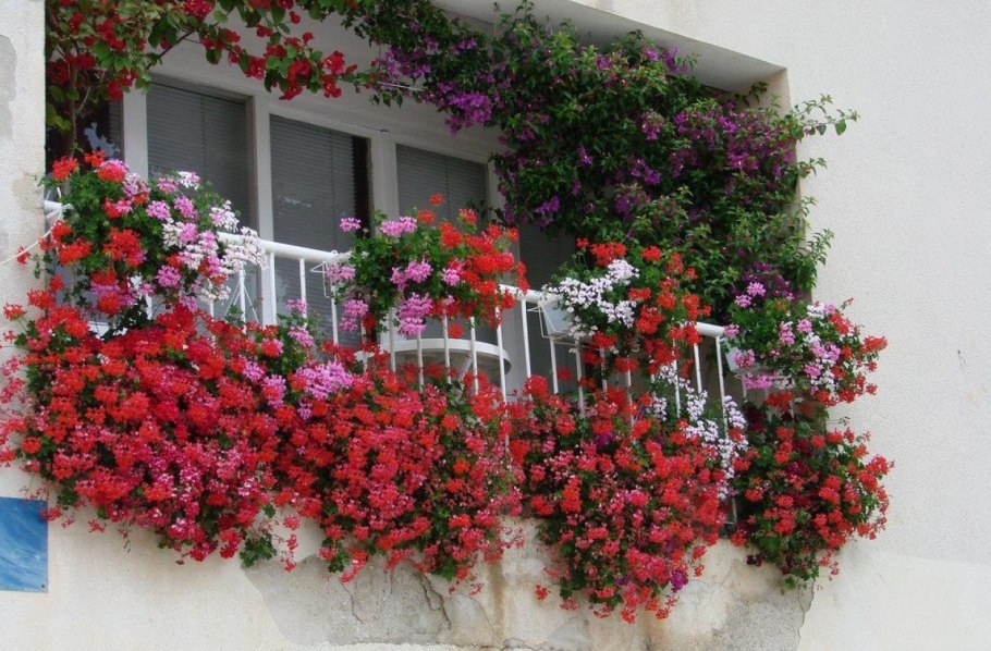 Вьющиеся цветы для балкона