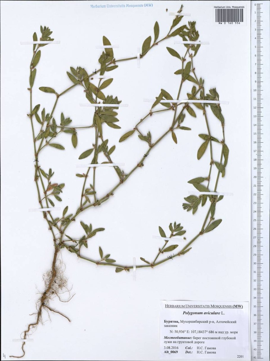 Сорняк спорыш