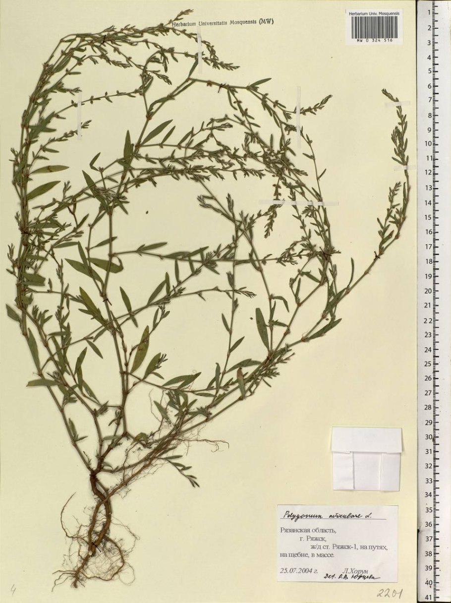 Горец птичий спорыш