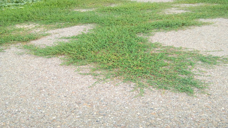 Спорыш (Горец) птичий — Polygonum aviculare l.