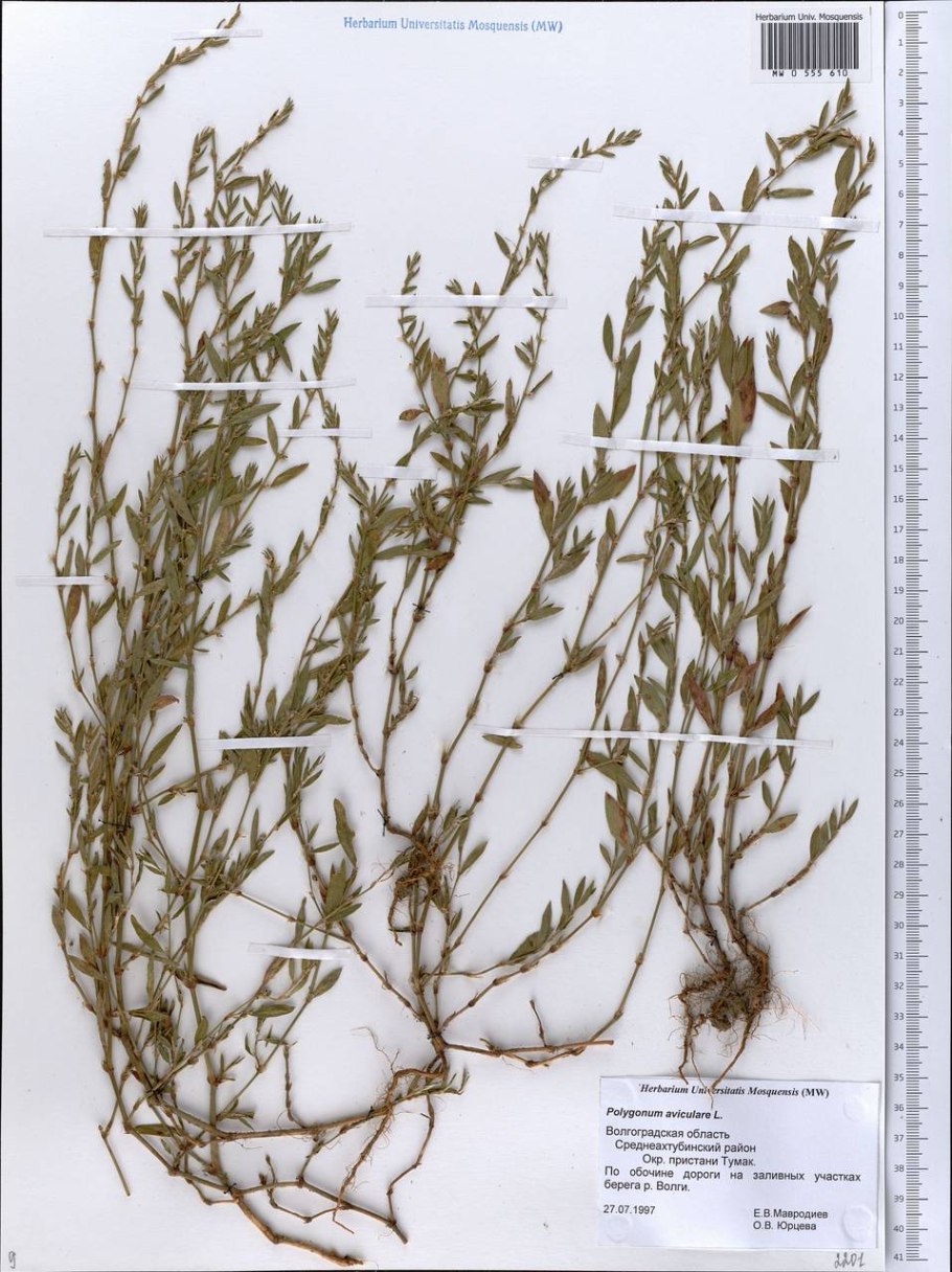 Горец птичий глаз армянская трава