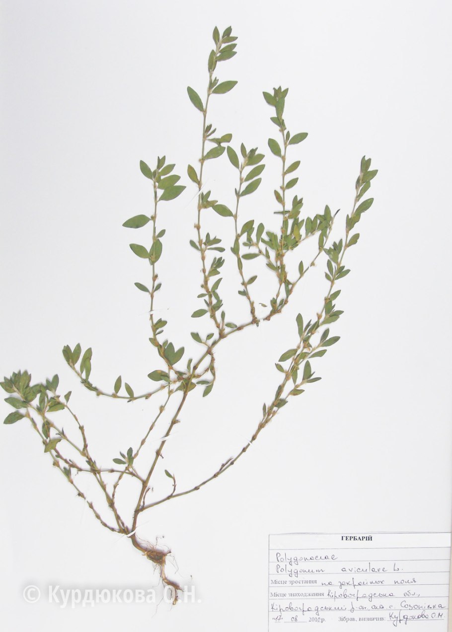 Гречишка гречишка