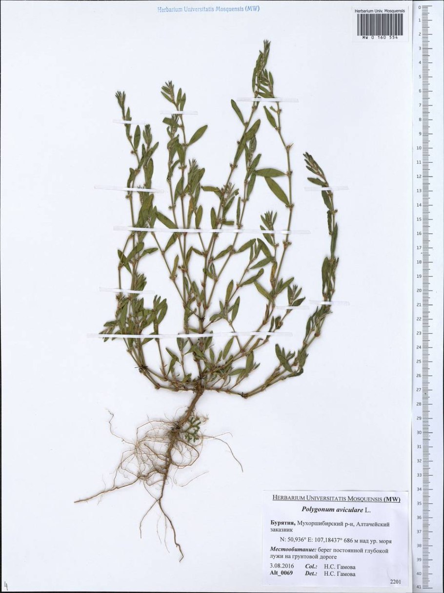 Горец птичий спорыш газон