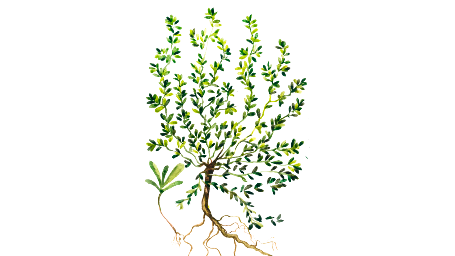 Горец птичий плод