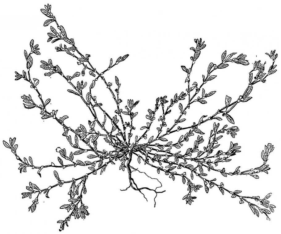 Горец птичий спорыш