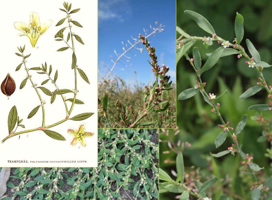 Горец птичий Polygonum aviculare всходы