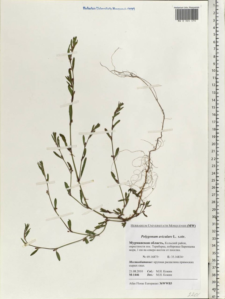 Горец птичий