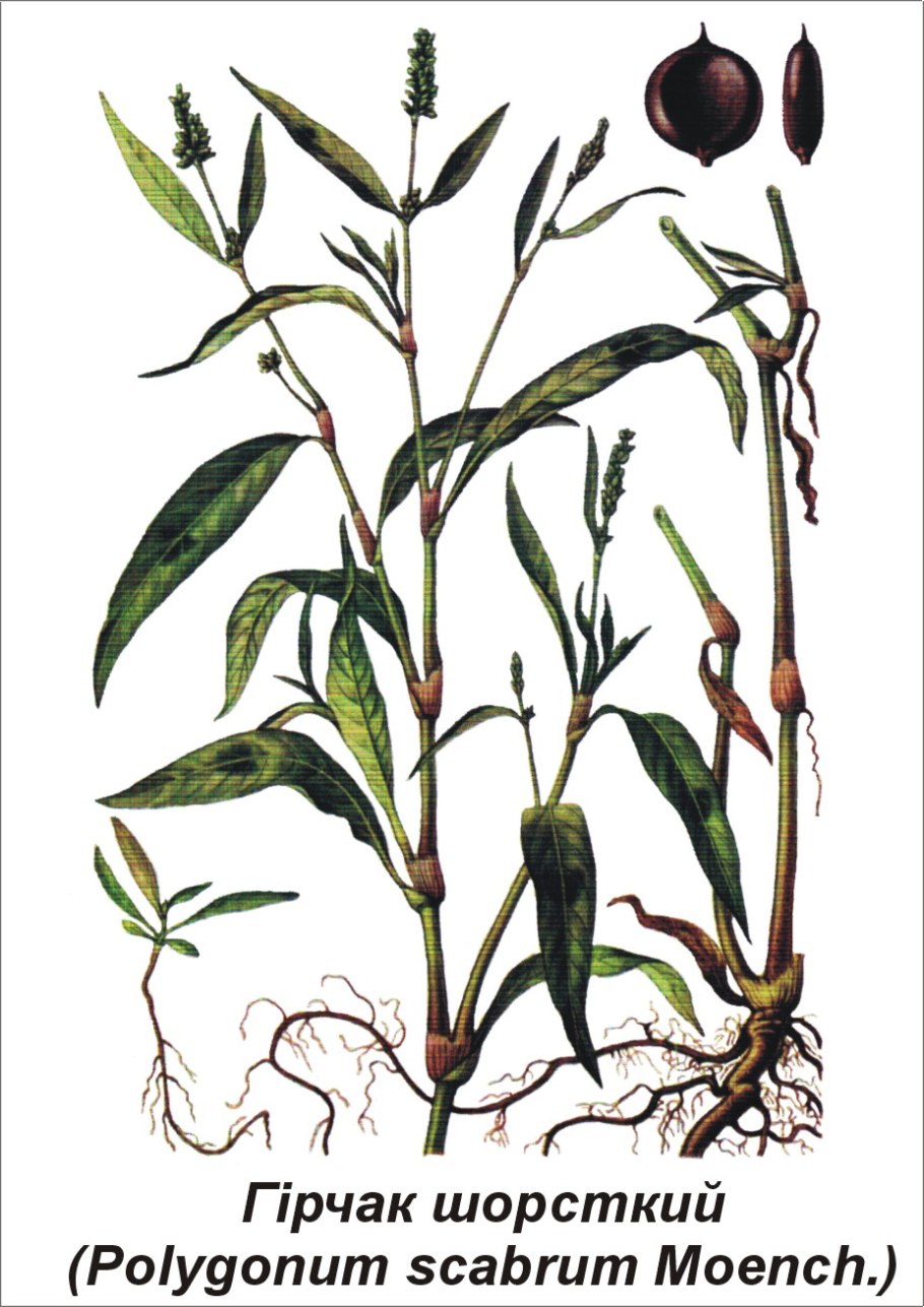 Горец перечный - polygonum hydropiper