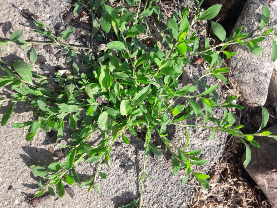 Горец птичий /спорыш/ трава, пачка 50г