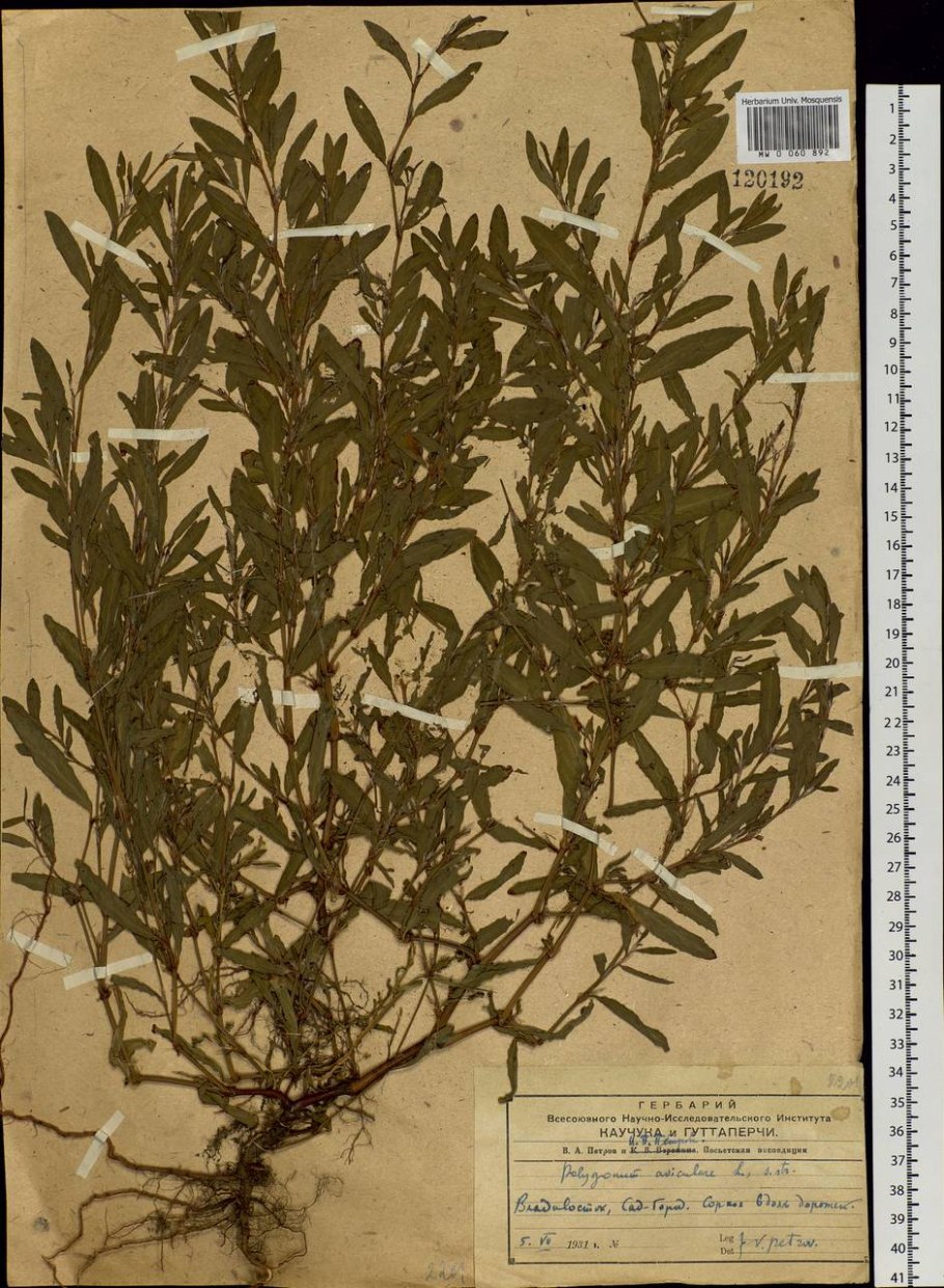 Трава мурава Горец птичий