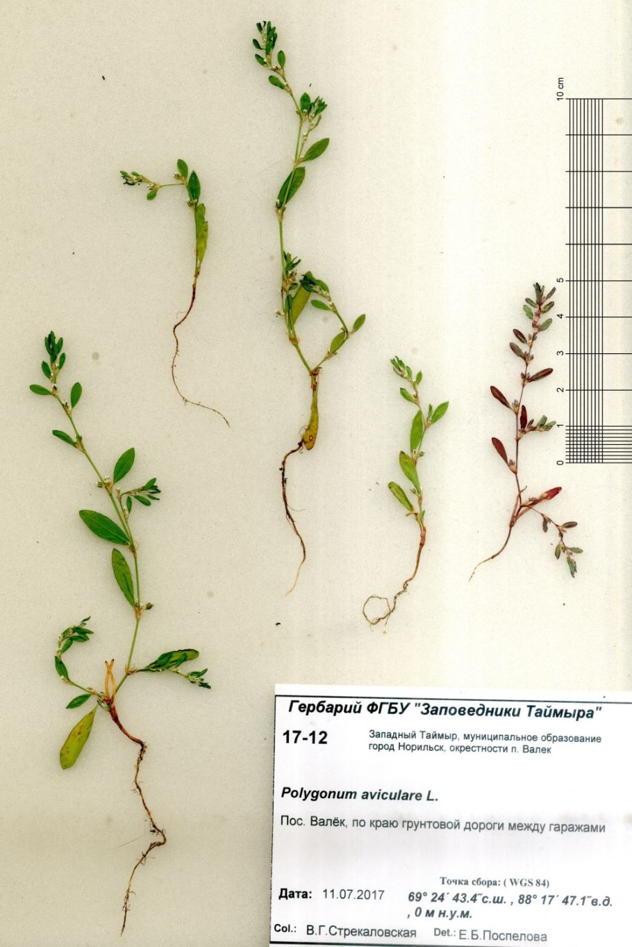 Спорыш (Горец) птичий плод